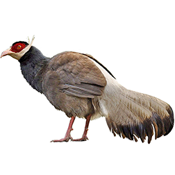 Brown Eared Pheasant